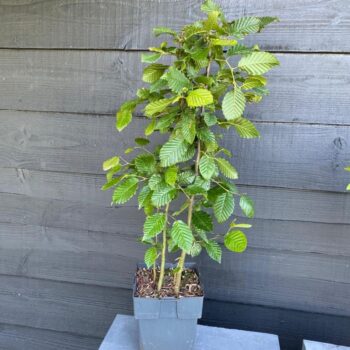 Carpinus betulus P17