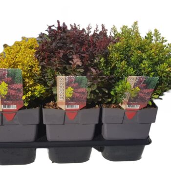 Berberis thunbergii mix P17