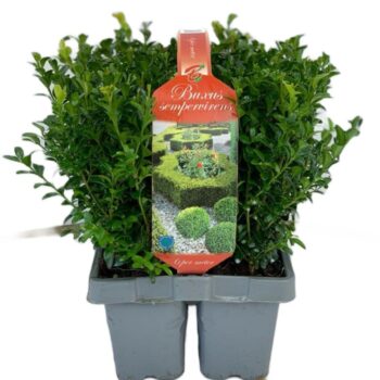 Buxus sempervirens 6-pack XL