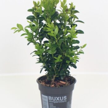 Buxus sempervirens P9