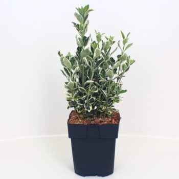 Euonymus japonicus 'Kathy' P17