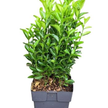 Euonymus japonicus 'Green Spire' P13