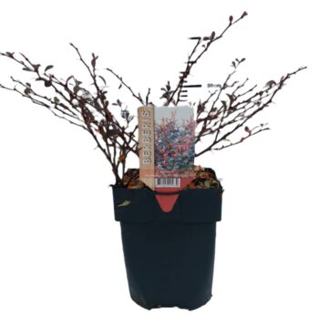 Berberis thunbergii 'Dart's Red Lady' P17