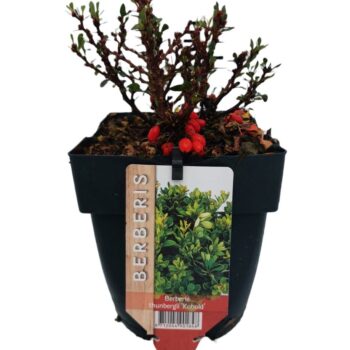 Berberis thunbergii 'Kobold' P17