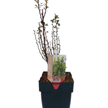 Berberis thunbergii 'Powwow' P17