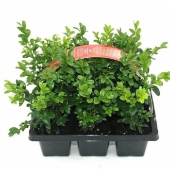 Buxus sempervirens 6-pack