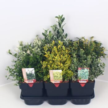 Euonymus mix P17
