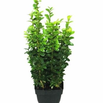 Buxus sempervirens P13