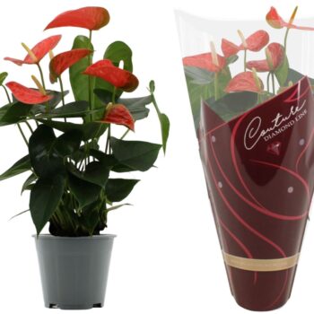 Anthurium Prince of Orange