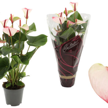 Anthurium Amalia Elegance