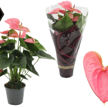 Anthurium Sweet Dream
