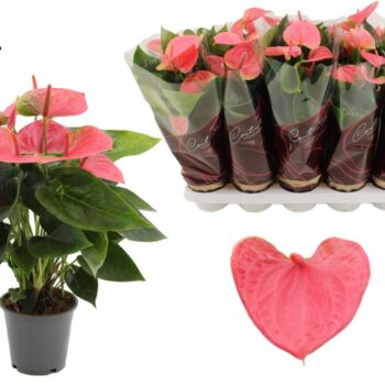 Anthurium Sweet Dream