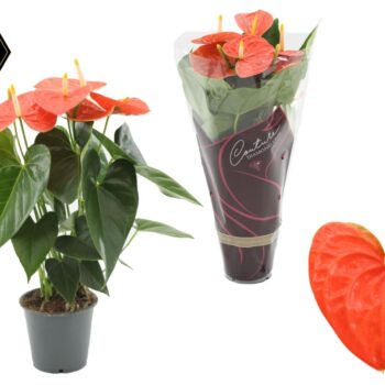 Anthurium Prince of Orange