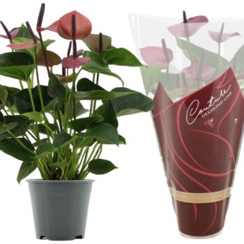 Anthurium Baby Purple