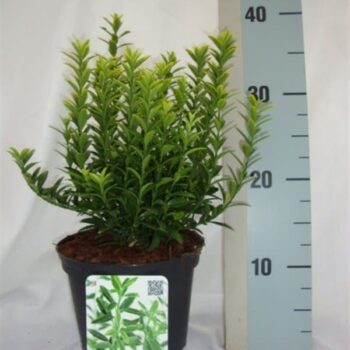 Euonymus japonicus 'Microphyllus Aureovariegatus'