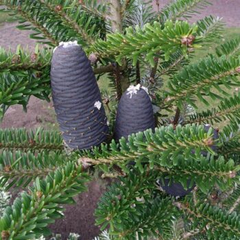 Abies koreana