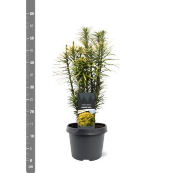 Cephalotaxus harringtonii 'Korean Gold'