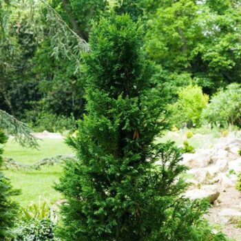 Chamaecyparis obtusa 'Drath'