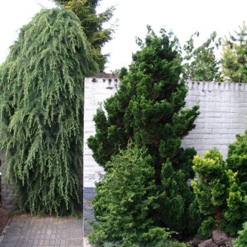 Chamaecyparis obtusa 'Nana Gracilis'