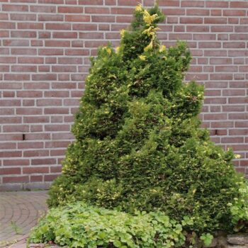 Chamaecyparis obtusa 'Saffron Spray'