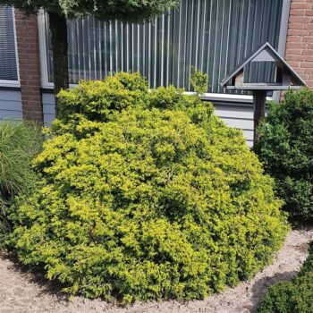 Chamaecyparis obtusa 'Tsatsumi Gold'