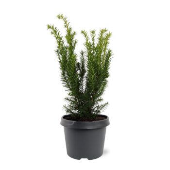 Taxus media 'Densiformis'