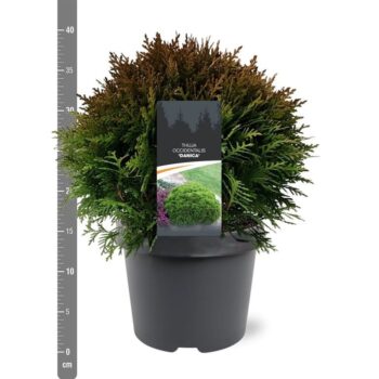 Thuja occidentalis 'Danica'