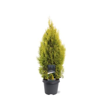 Thuja occidentalis 'Golden Smaragd' (pbr)