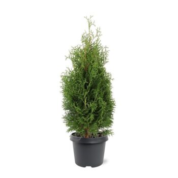 Thuja occidentalis 'Holmstrup'
