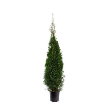 Thuja occidentalis 'Smaragd'