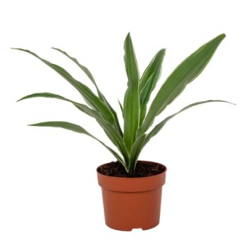 Dracaena Warneckei 12cm
