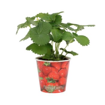 Fragaria Beltran 12cm - Beker Aardbei