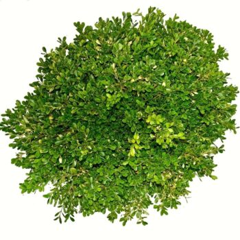 Buxus microphylla Herrenhausen
