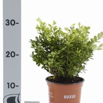 Buxus microphylla 'Herrenhausen'