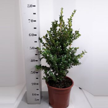 Buxus sempervirens 'Rotundifolia'