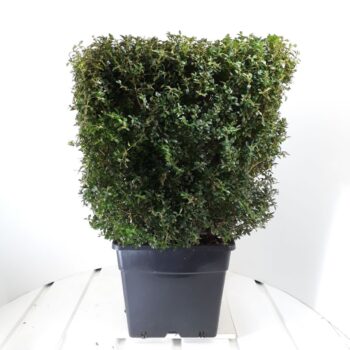 Buxus sempervirens