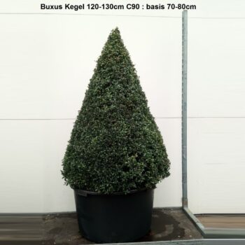 Buxus sempervirens