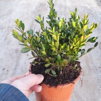 Buxus 'Green Velvet'