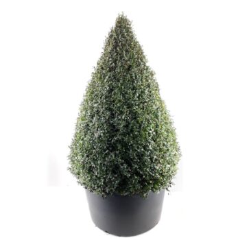 Buxus sempervirens