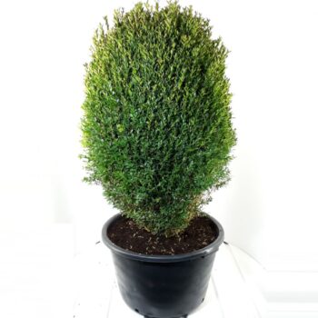 Buxus sempervirens