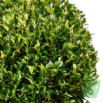 Buxus sempervirens