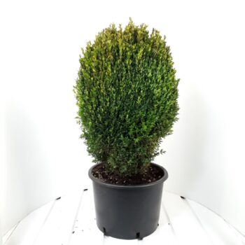Buxus sempervirens