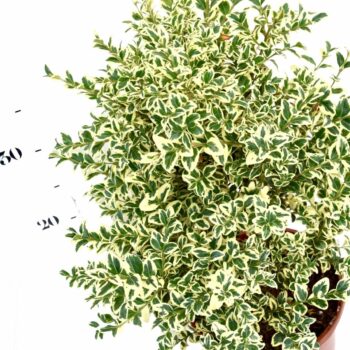 Buxus sempervirens 'Elegans'