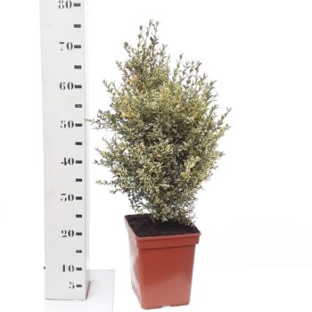 Buxus sempervirens 'Elegans'