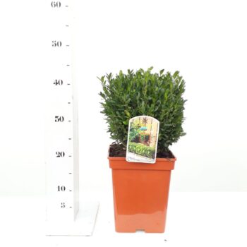 Buxus sempervirens