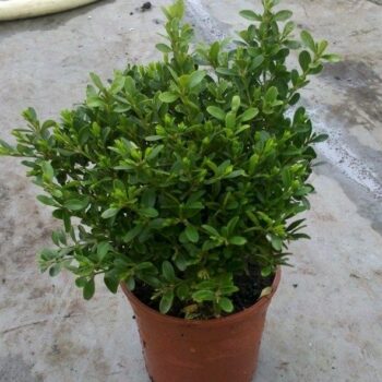 Buxus microphylla 'Rococo'