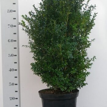 Buxus sempervirens
