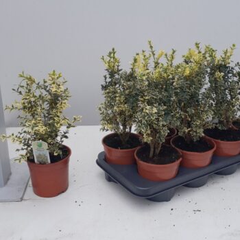 Buxus sempervirens 'Elegans'