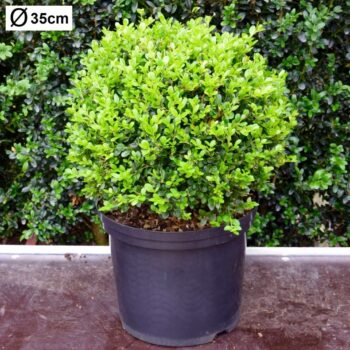 Buxus microphylla 'Faulkner'