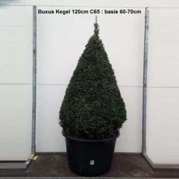 Buxus sempervirens